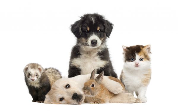 Marietta Pets