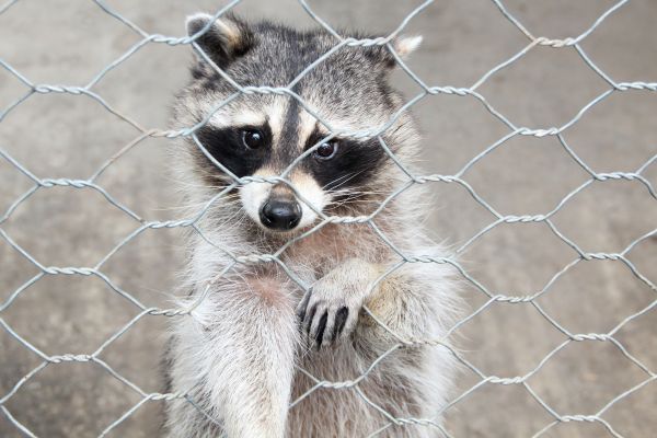 Marietta Wildlife Removal