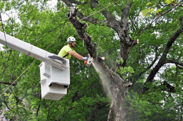 Marietta Tree Trimming